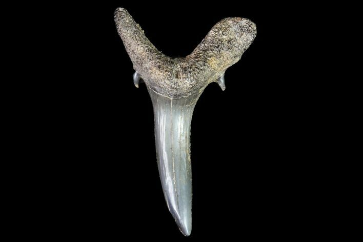 Fossil Sand Tiger Shark Tooth - Georgia #74866